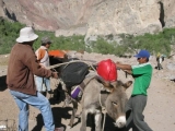 Loading the mules